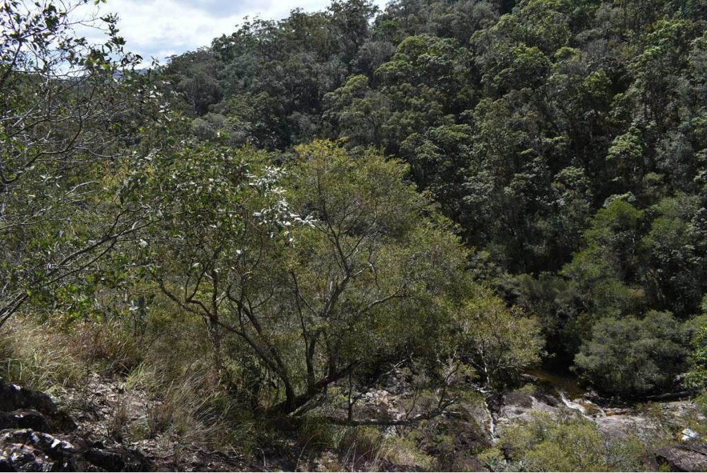 Niwe-Guinea acacia