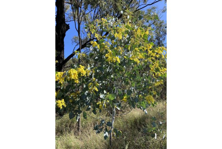 Acacia bancroftiorum -17635