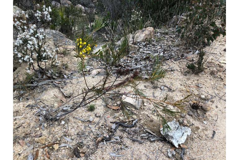 Acacia betchei -17638