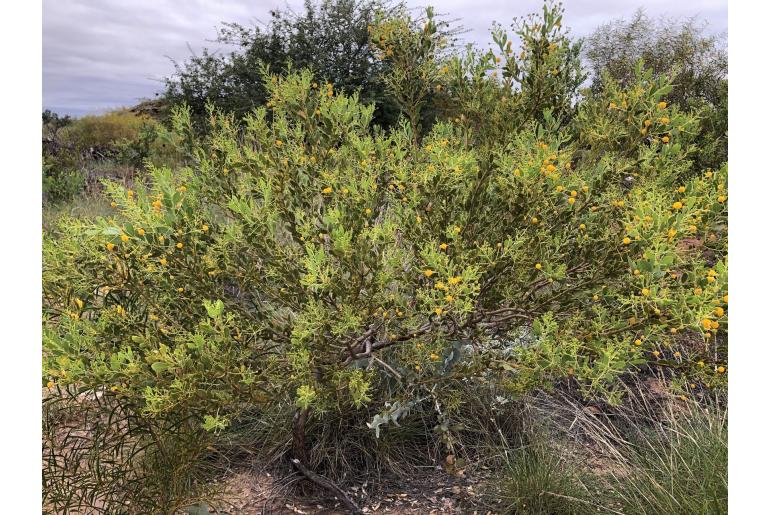 Acacia bivenosa -17640