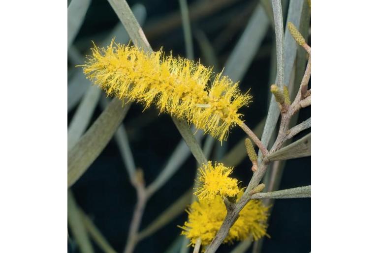 Acacia brachystachya -17642