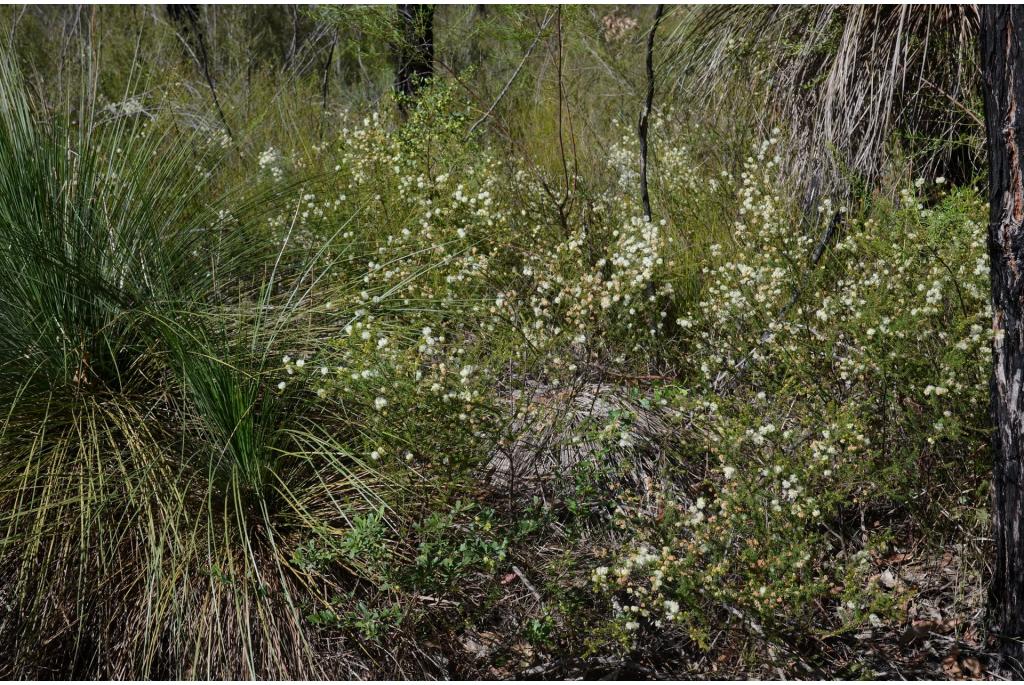 Brunia-bladerige Acacia