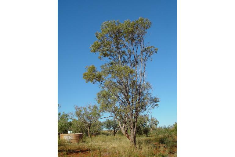 Acacia citrinoviridis -17646