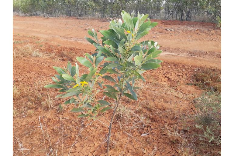 Acacia colei var colei -17647