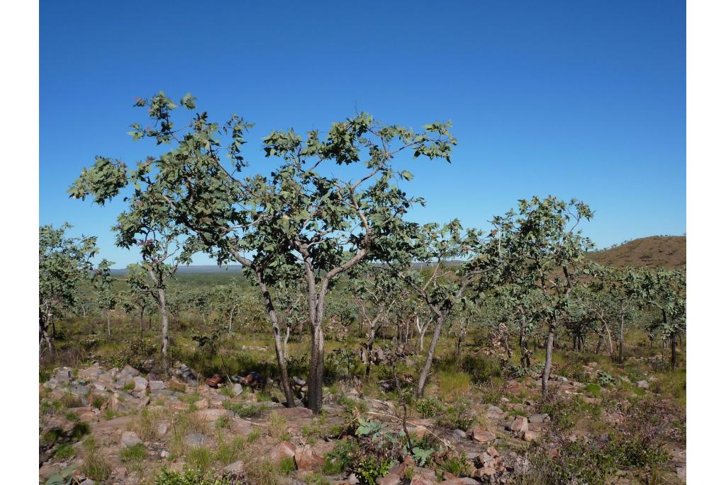 Dubbelblad bloedhout