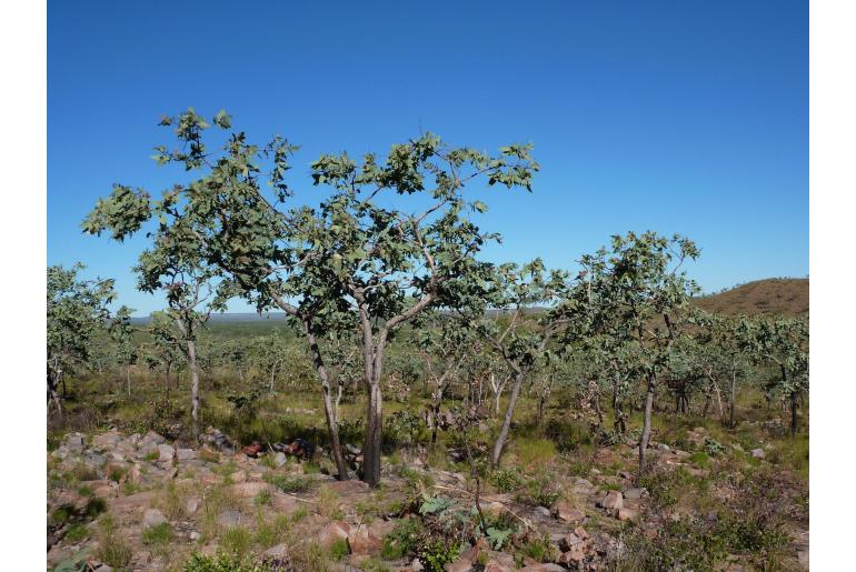 Corymbia cadophora -17649