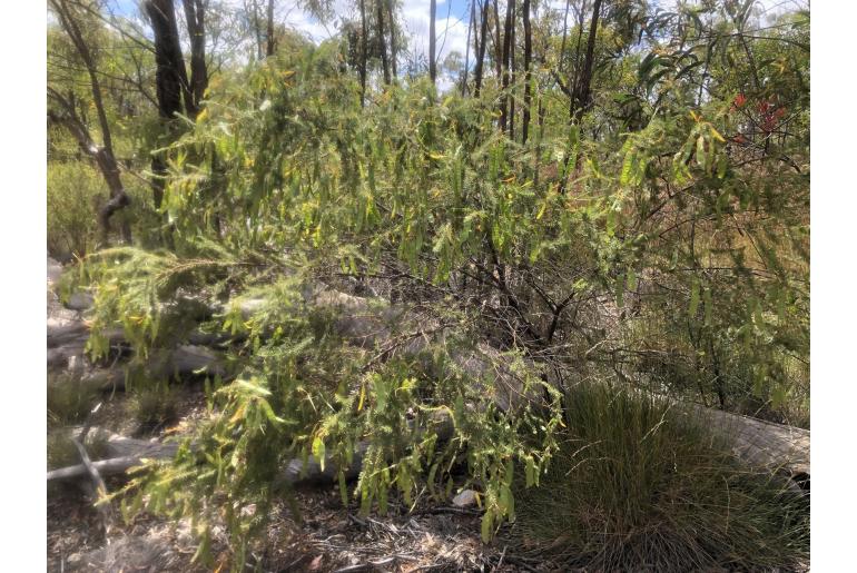 Acacia conferta -17650