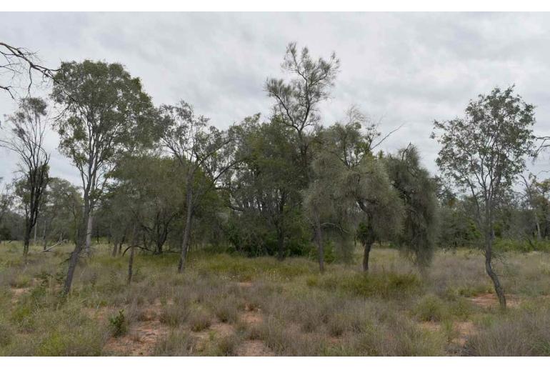 Acacia sericophylla -17653