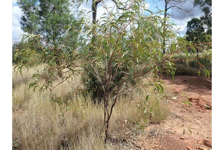 Acacia crassa ssp crassa -17656