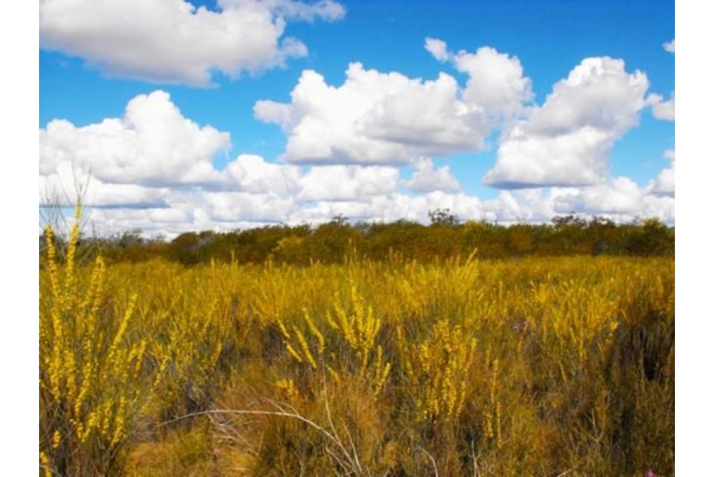 Krullende schors acacia