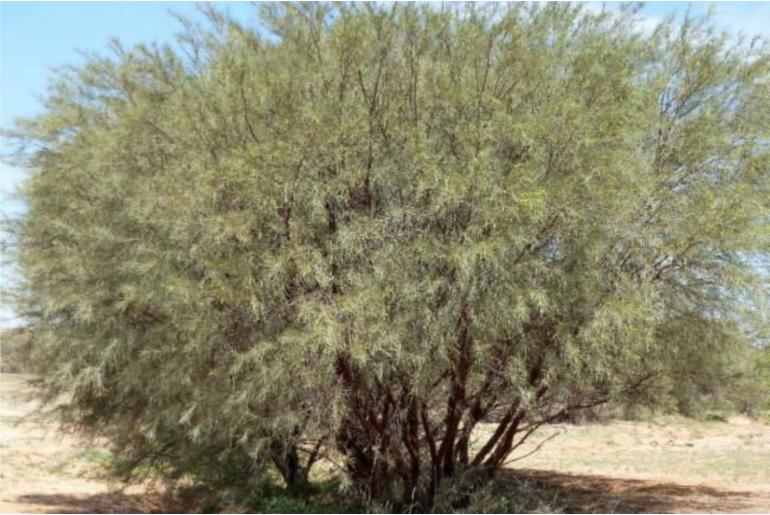 Acacia cyperophylla -17661