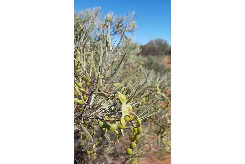 Cuthbertson's acacia