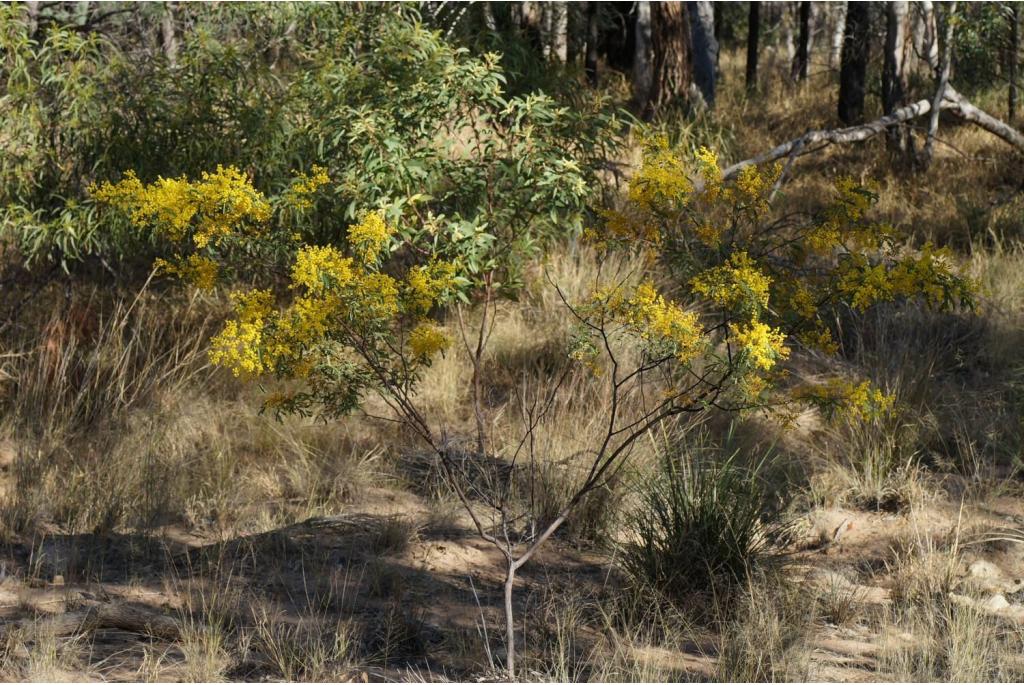 Broose acacia