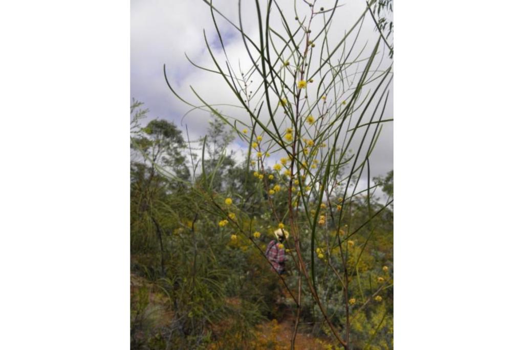 Dietrich acacia