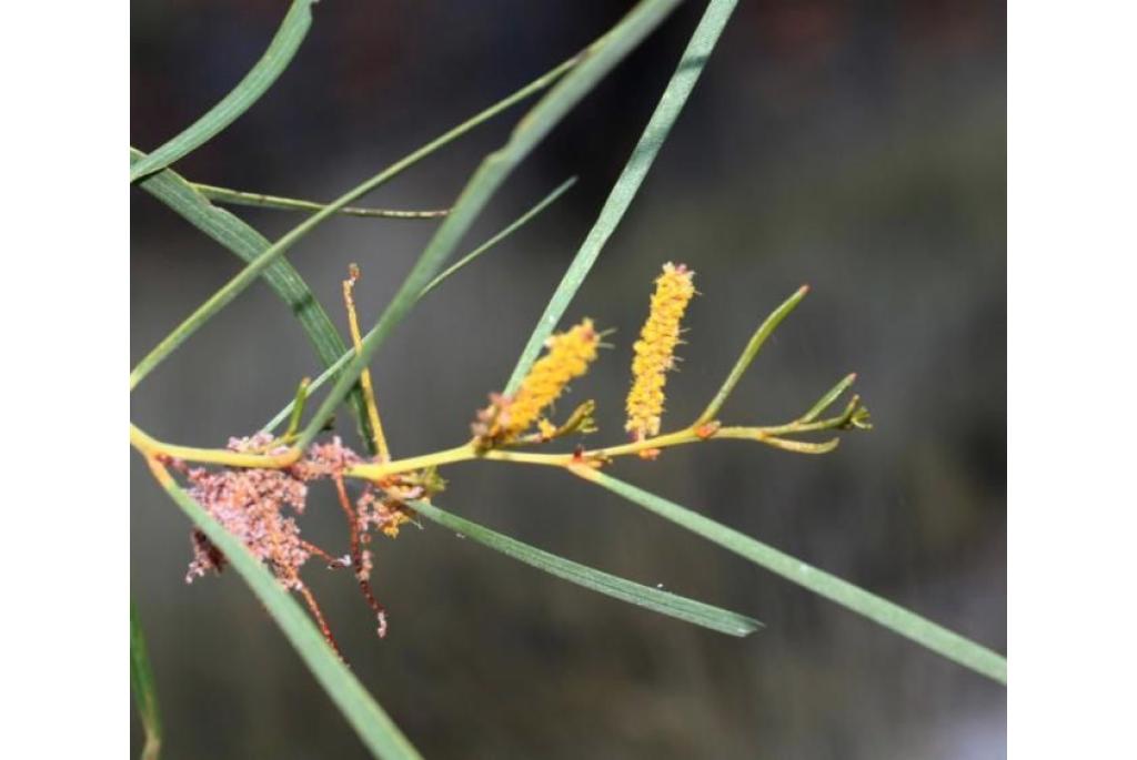 Wollige stengel acacia