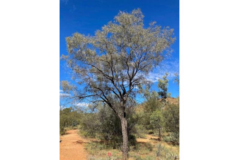 Acacia estrophiolata -17670