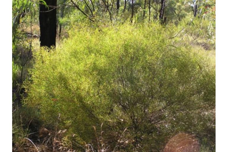 Acacia drepanocarpa -17672