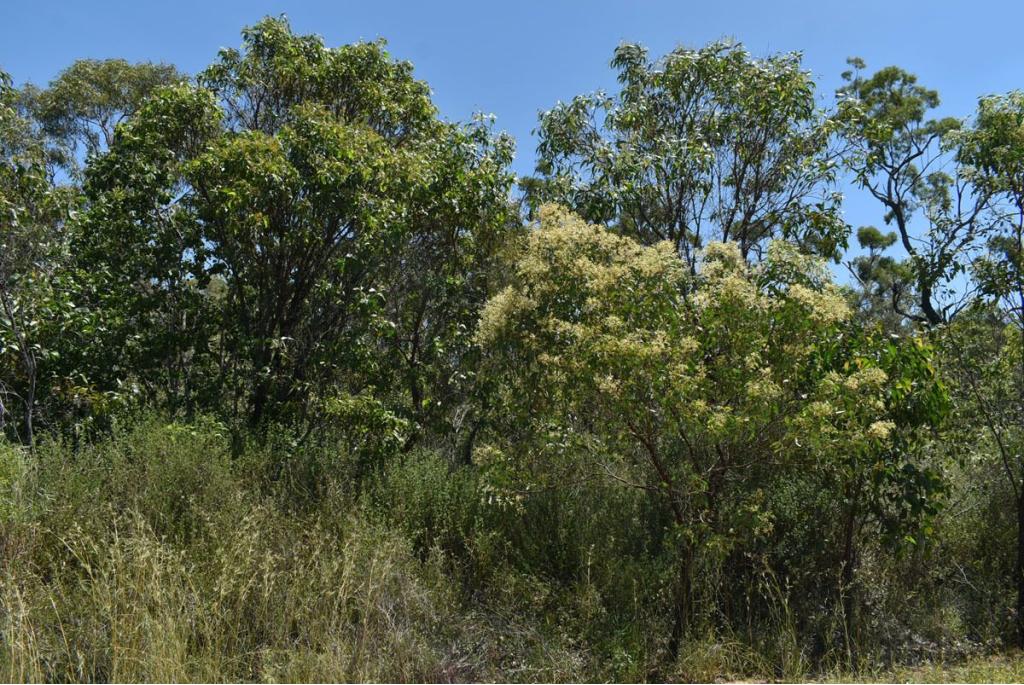 Sleutelbloem bal acacia