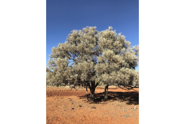 Acacia georginae -17677