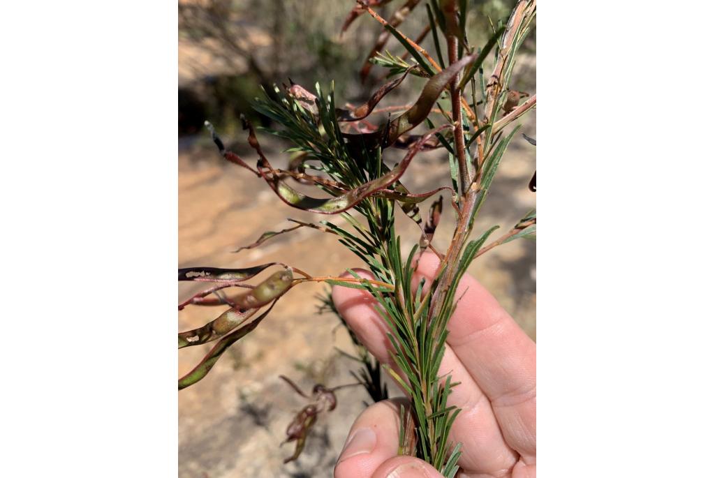 Gittins acacia