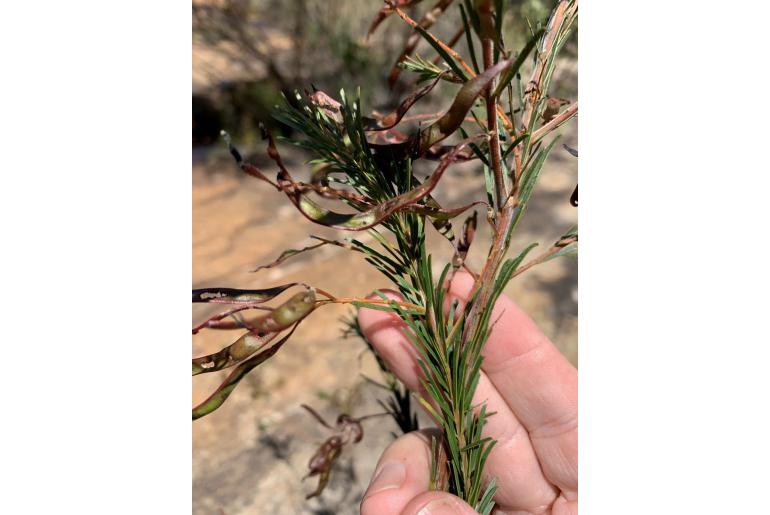 Acacia gittinsii -17678