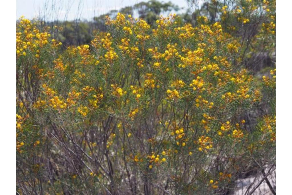 Gnidus acacia