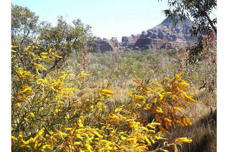 Acacia gonoclada -17680