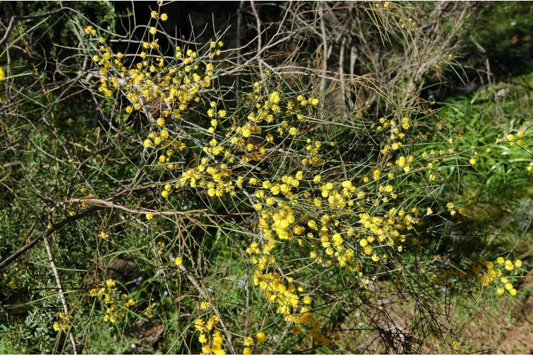 Acacia gracilifolia -17681