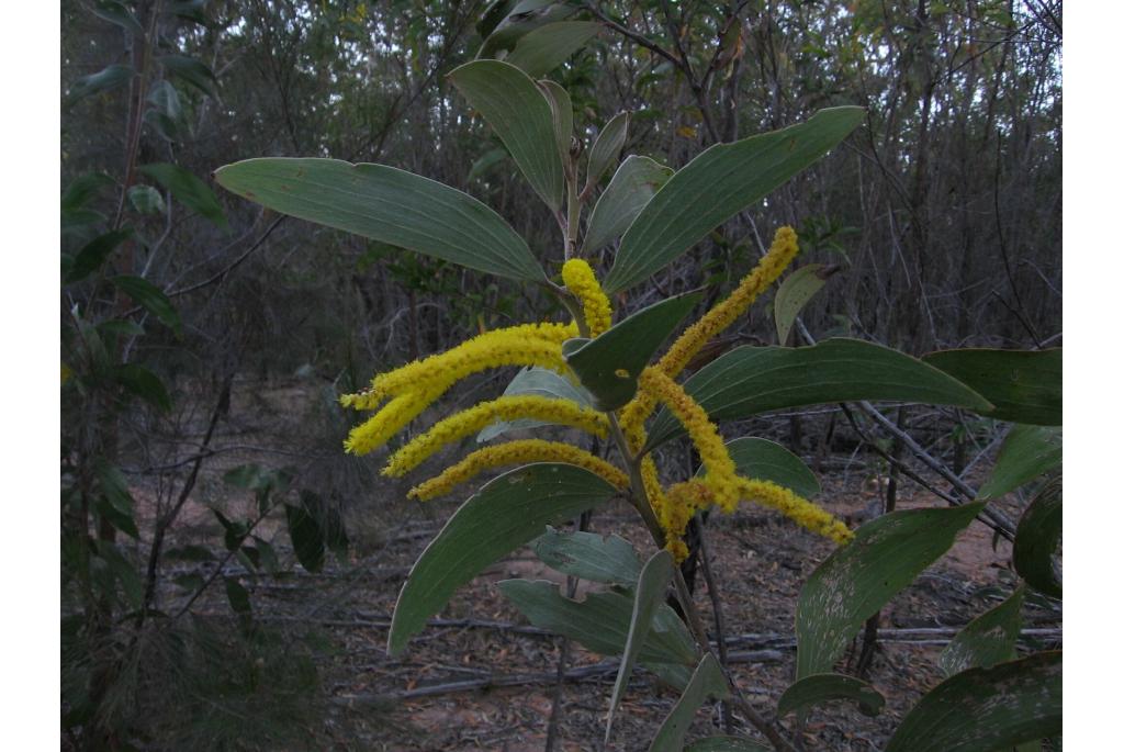 Grootblad acacia