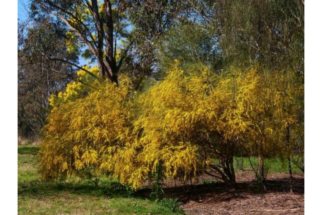 Haviland’s acacia