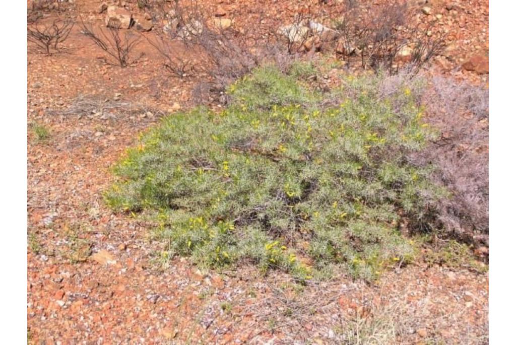 Hill's acacia