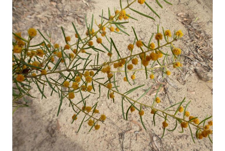 Acacia johnsonii -17700