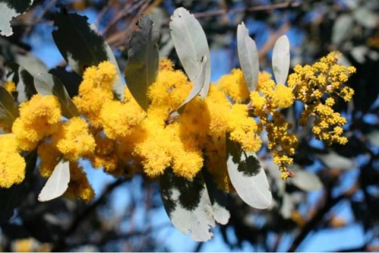 Acacia jucunda -17701