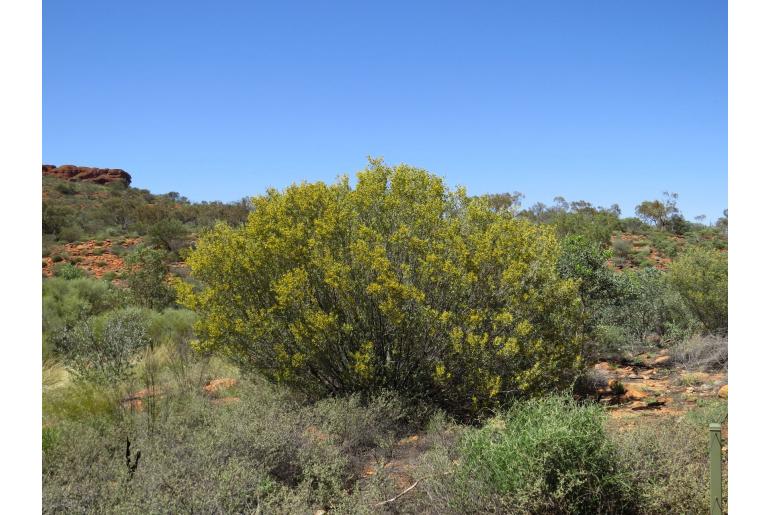 Acacia kempeana -17702