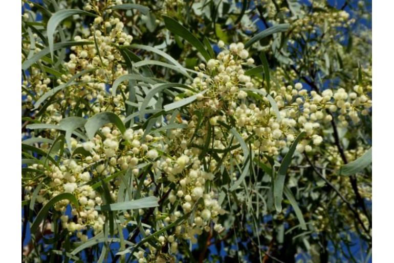 Acacia latescens -17705