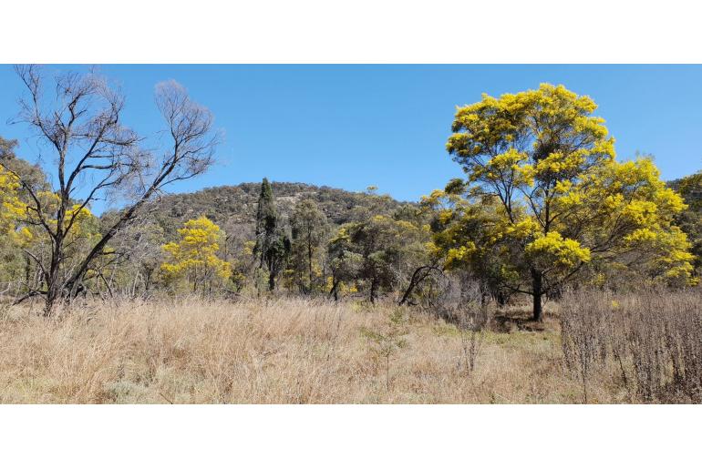 Acacia linearifolia -17711