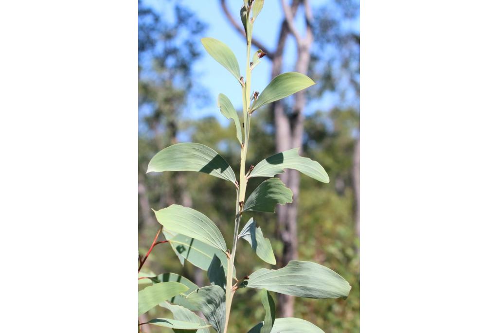 Slanke bloem acacia