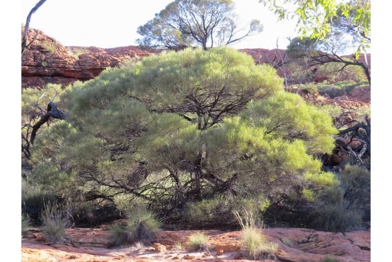 Acacia macdonnelliensis -17713