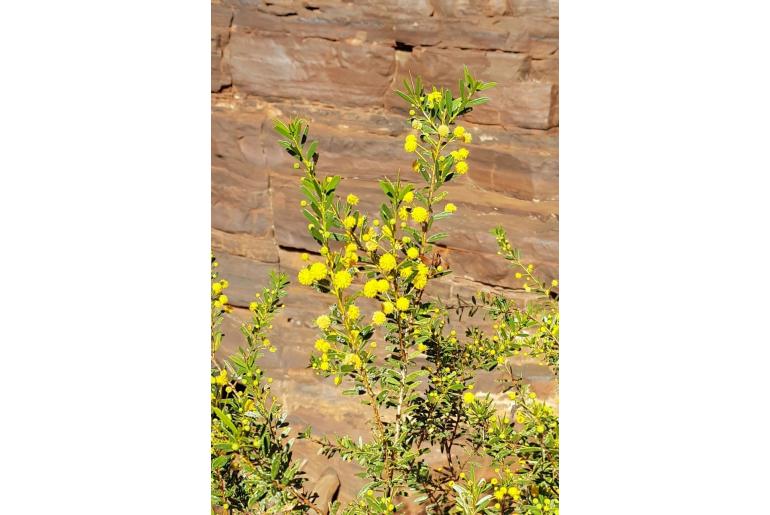 Acacia maitlandii -17714