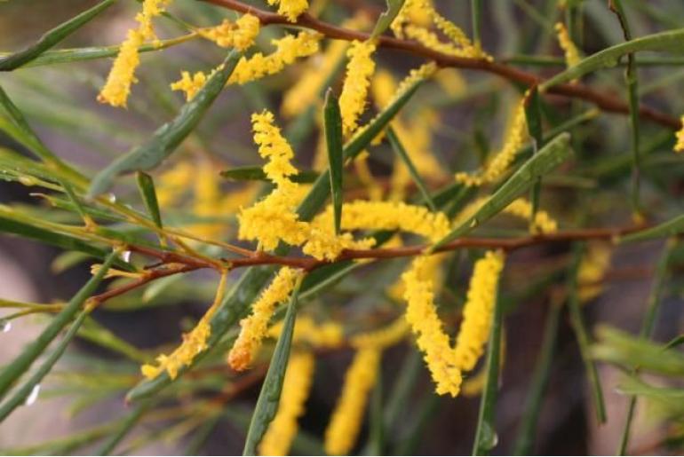 Acacia oldfieldii -17724