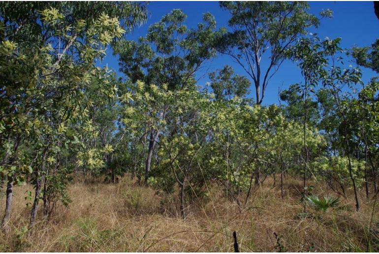 Acacia oncinocarpa -17726