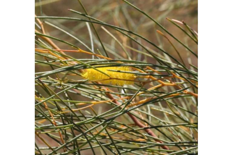 Acacia orthocarpa -17728