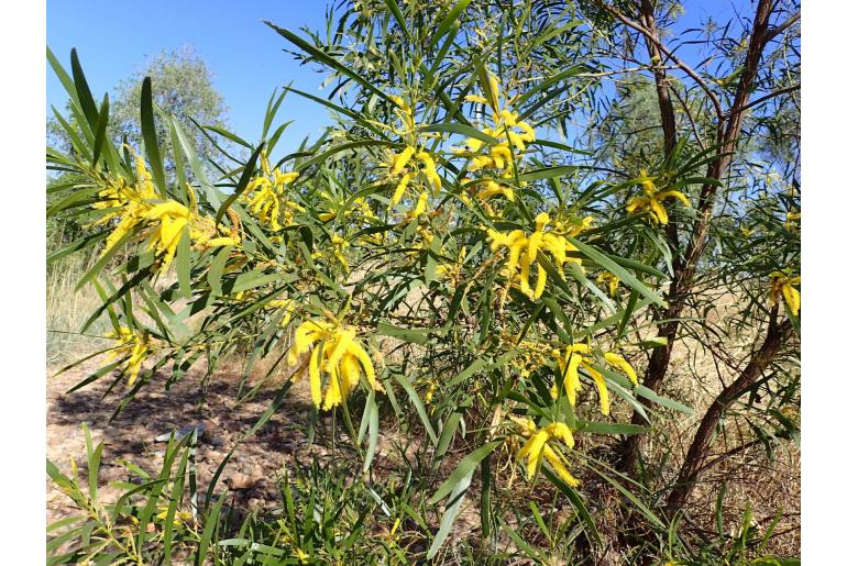 Acacia plectocarpa -17733