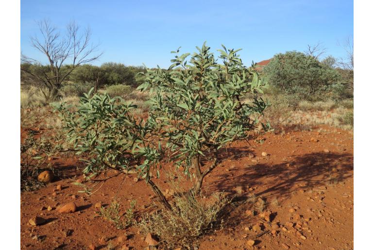 Acacia pruinocarpa -17736