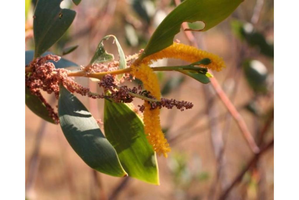 Vernist blad acacia