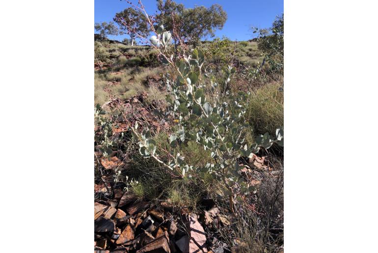 Acacia pyrifolia -17741