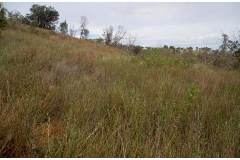 Acacia restiacea -17744