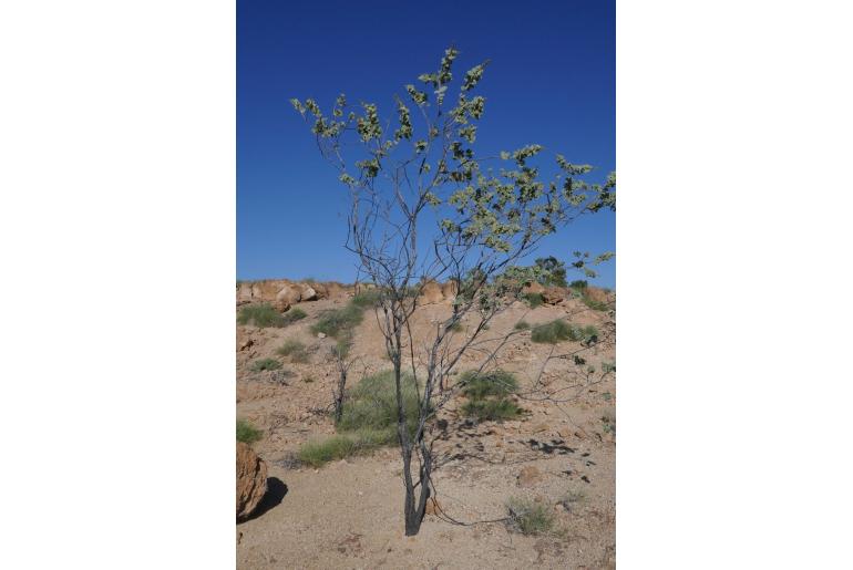 Acacia retivenea -17745