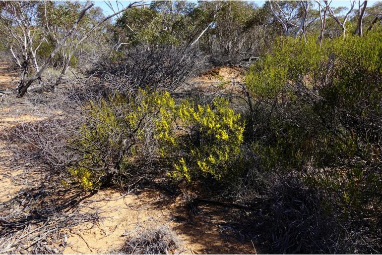 Acacia sclerophylla -17747