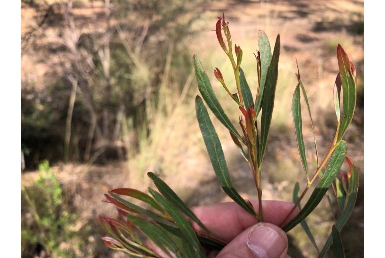 Acacia semirigida -17748